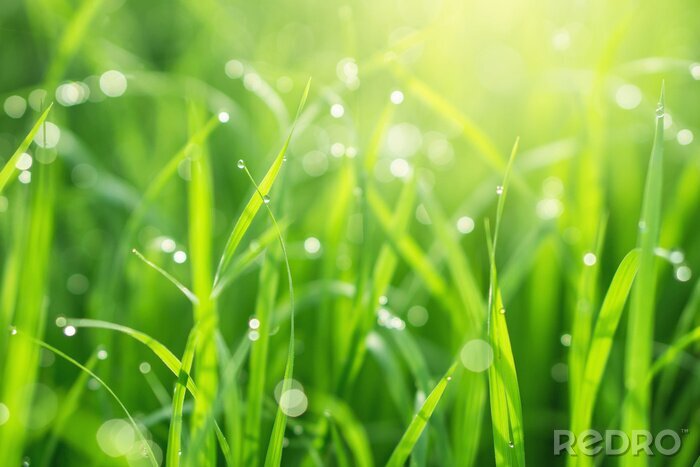 Bild Gras und Sonne