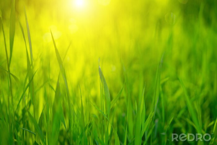 Bild Gras und Sonne