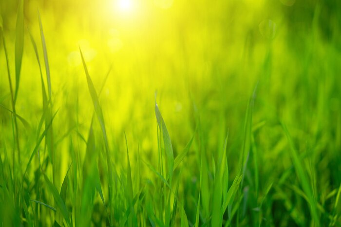 Bild Gras und Sonne