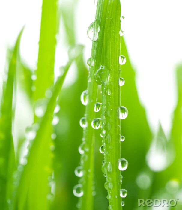 Bild Grashalm und Wassertropfen