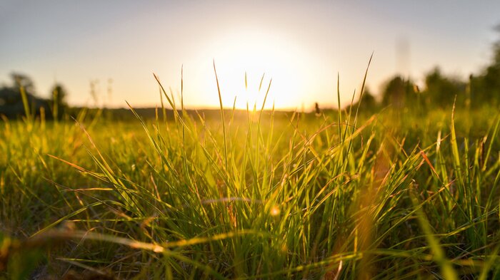 Bild Grashalme in der Sonne