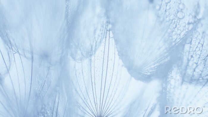 Bild Graue Pusteblumen mit Wassertropfen