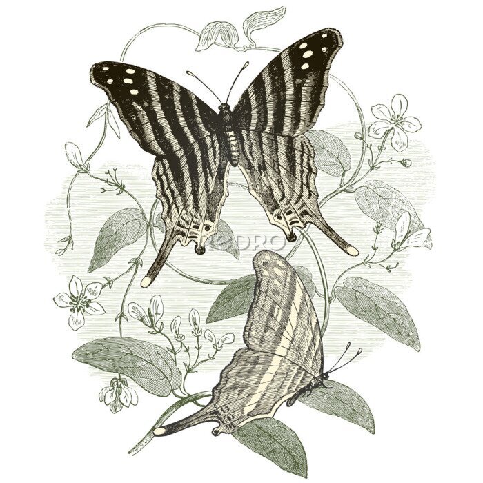Bild Graue Schmetterlinge