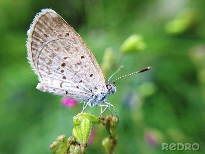 Bild grauer Nachtfalter auf grünem Hintergrund