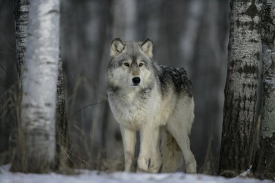 grauer Wolf im Winterwald