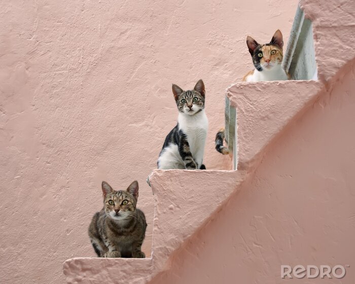 Bild Griechische Katzen auf der Treppe