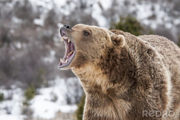 Bild Grizzlybär auf verschwommenem Hintergrund