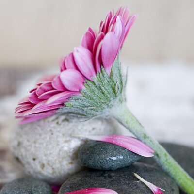 Große Blume auf Steinen