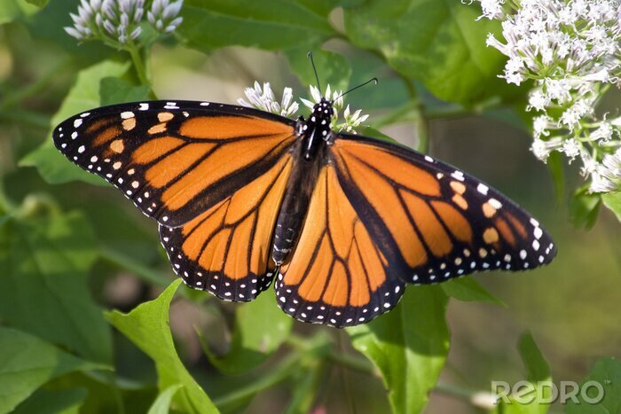 Bild Große Flügel eines Schmetterlings