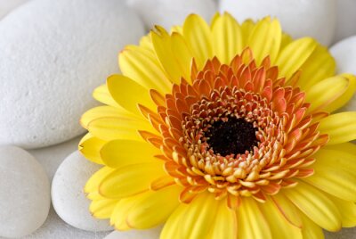 Große gelbe Blume auf Steinen