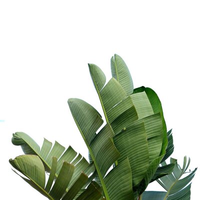 Sticker Große grüne Blätter botanisches Muster auf weißem Hintergrund