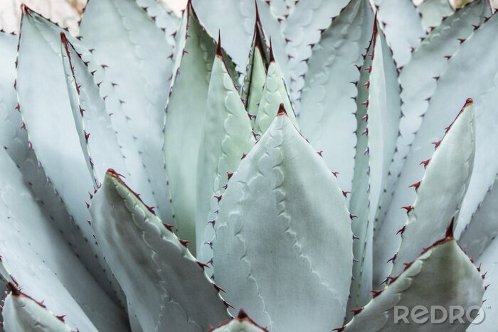 Bild große grüne Sukkulente mit Dorn