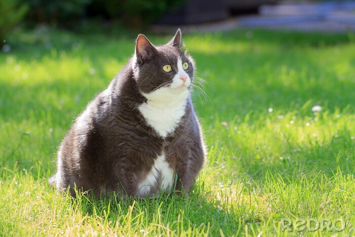 Bild Große Katze auf dem Rasen