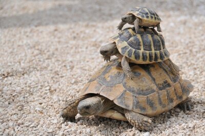 Bild Große und kleine Schildkröten