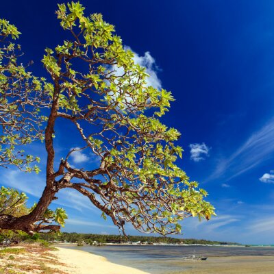 Großer Baum am Meer