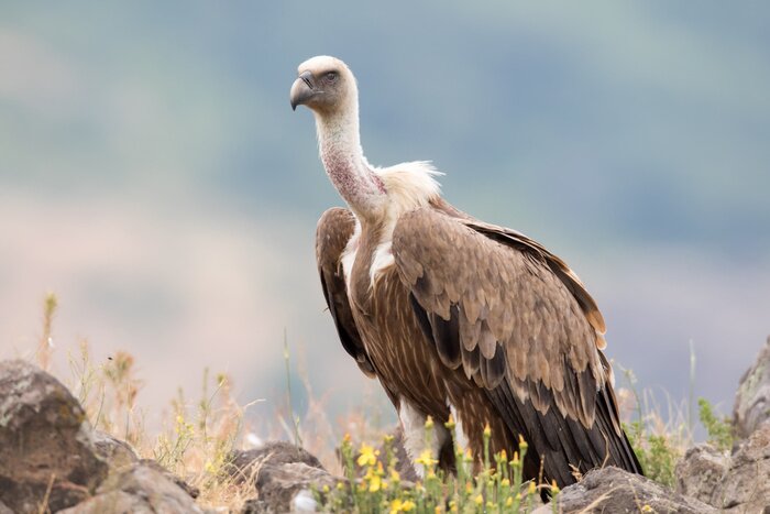 Bild großer grauer Vogel auf der Lichtung