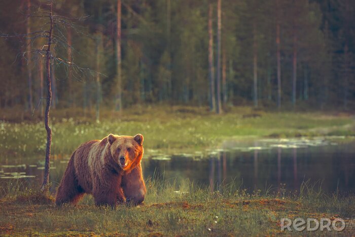 Bild Großer männlicher Bär zu Fuß im Moor bei Sonnenuntergang