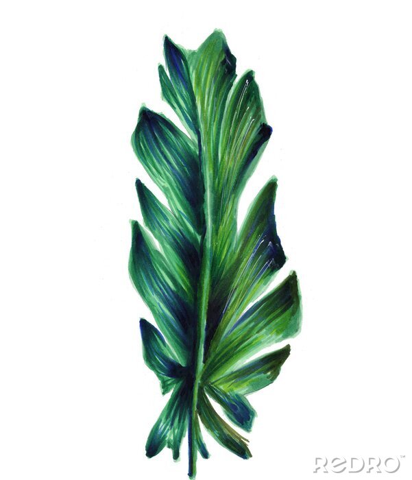 Bild Großes Bananenblatt auf weißem Hintergrund