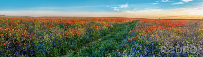 Bild Großes Panorama von Mohnblumen und Glockenblumen Feld mit Pfad