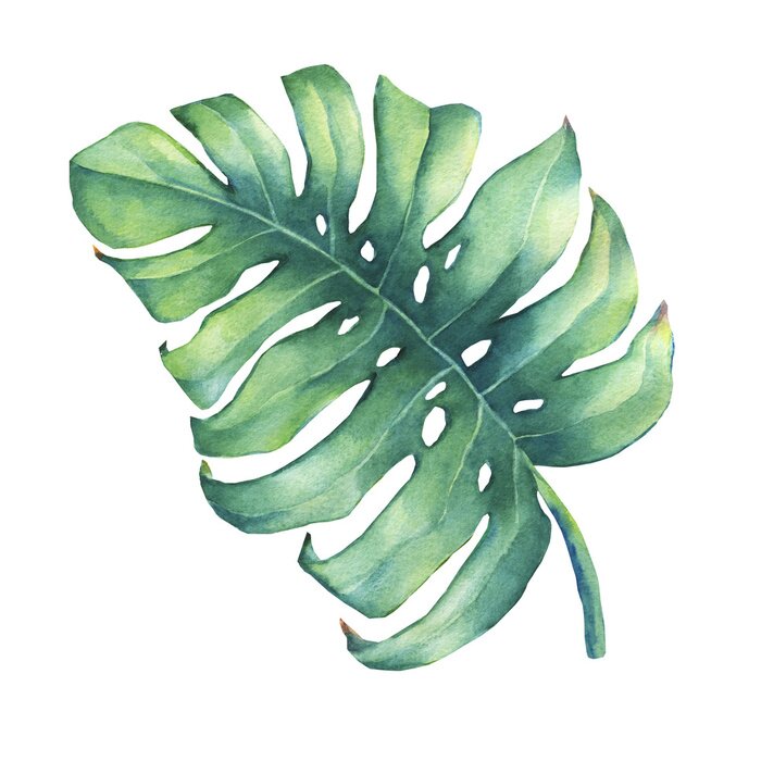 Bild Großes tropisches grünes Blatt der Monstera Pflanze. Handgezeichnete Aquarellmalerei.