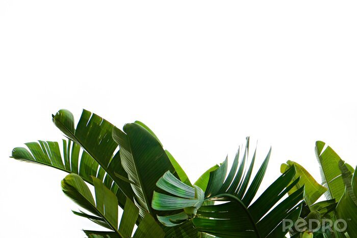 Bild Group of big green banana leaves of exotic palm tree in sunshine on white background. Tropical plant foliage with visible texture. Pollution free symbol. Close up, copy space.