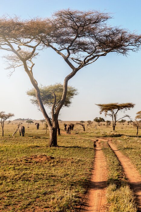 Bild Group of elephants walking in beautiful national park Serengeti, Tanzania, Africa