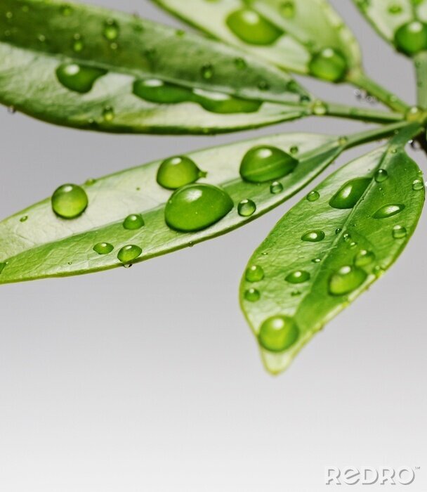 Bild Grün taubedeckter Blätter