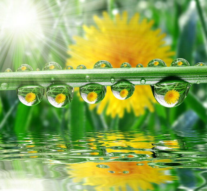 Bild Grün Wassertropfen und Gänsedistel