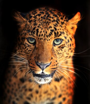 Grünäugiger Leopard auf dunklem Hintergrund