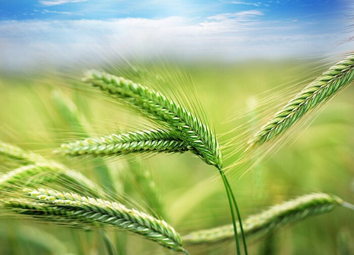 Bild Grüne Ähren als Frühlingsnatur