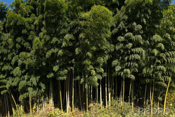 Bild Grüne Bambusse