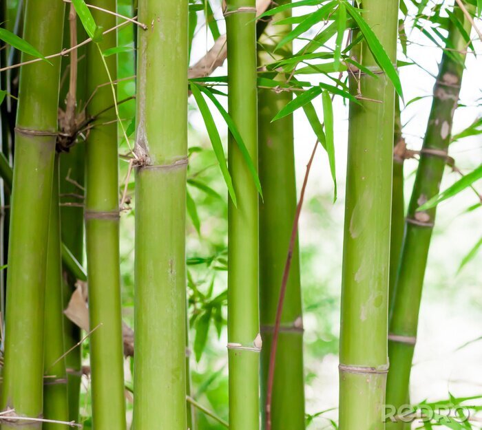 Bild Grüne Bambustriebe von Nahem