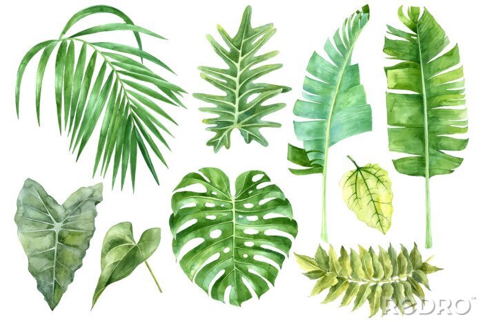 Bild Grüne Bananen- Monstera- und Palmenblätter in Aquarell-Version