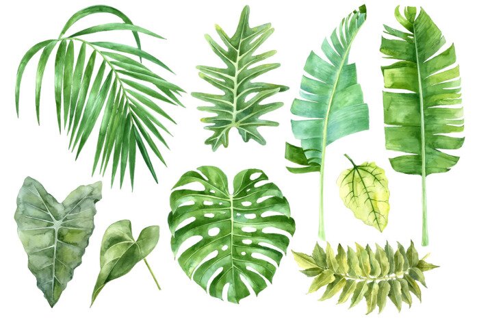 Bild Grüne Bananen- Monstera- und Palmenblätter in Aquarell-Version