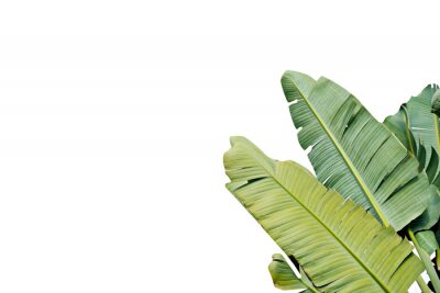 Sticker Grüne Bananenblätter auf weißem Hintergrund