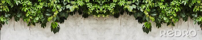 Bild Grüne Blätter an der Wand