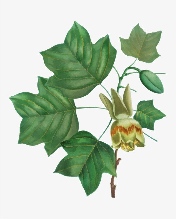 Bild Grüne Blätter auf dem Zweig eines Tulpenbaums