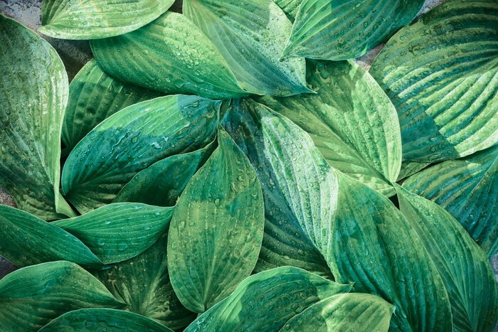 Bild Grüne Blätter in Regentropfen