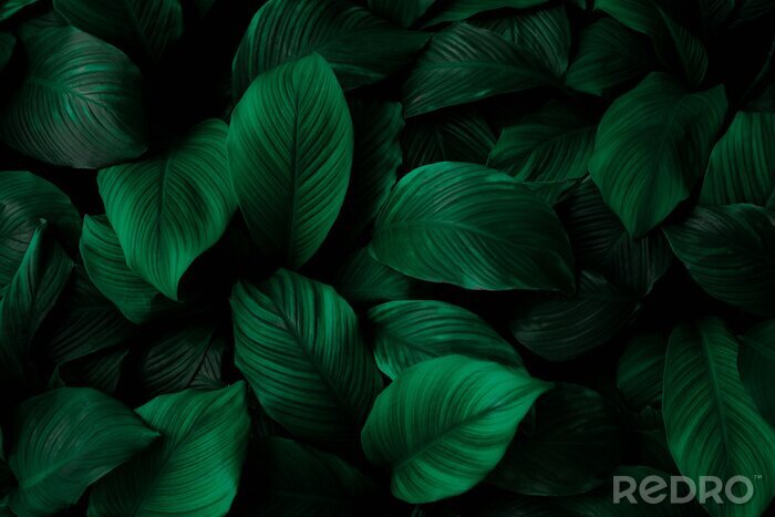 Bild Grüne Blätter von Spathiphyllum cannifolium
