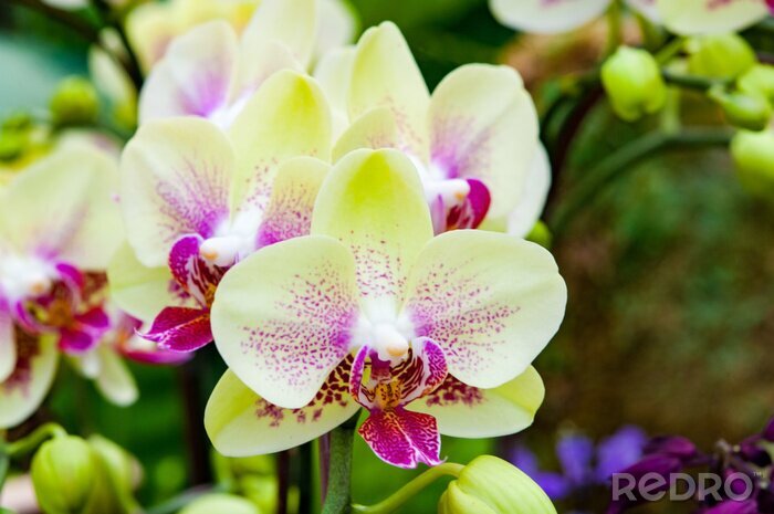 Bild Grüne Blumen mit gesprenkelten Blütenblättern