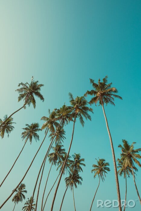 Bild Grüne hohe Palmen