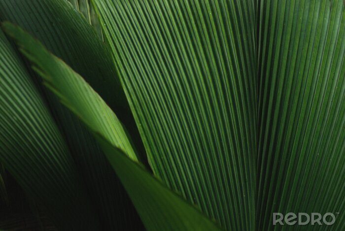 Bild Grüne Makro-Blätter