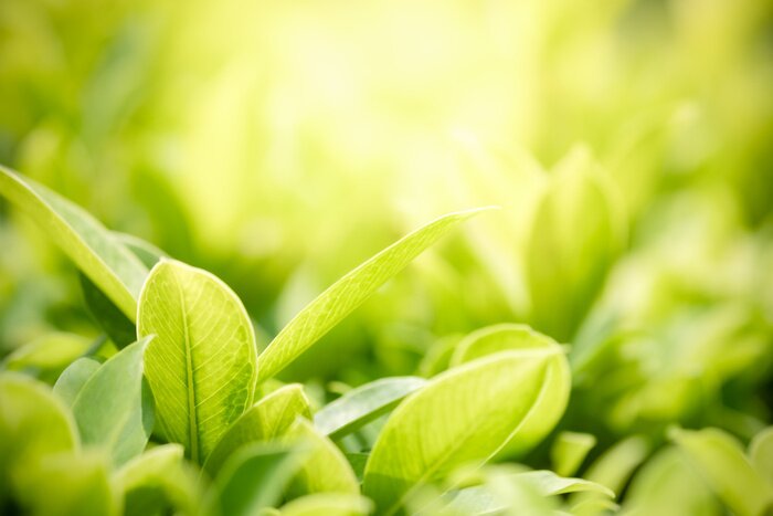 Bild Grüne Pflanzen auf hellem Hintergrund