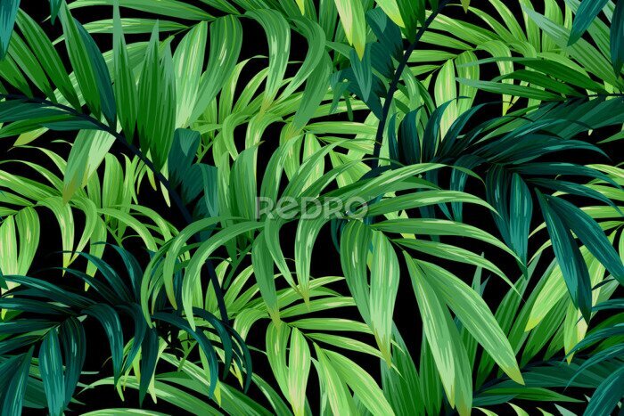 Bild Grüne tropische Blätter auf schwarzem Hintergrund