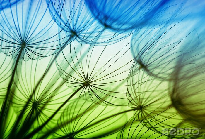 Bild Grüne und blaue Blumen von unten