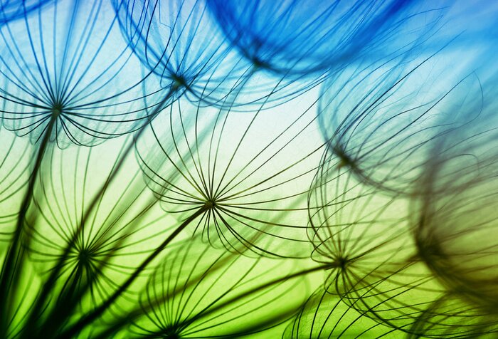 Bild Grüne und blaue Blumen von unten