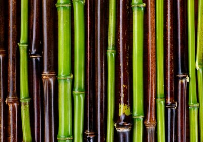 Grüne und braune Bambusstängel