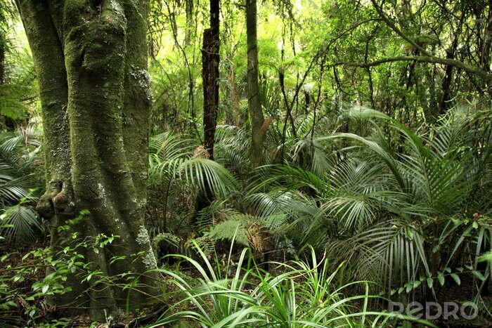Bild Grüne Vegetation im tropischen Wald Landschaft