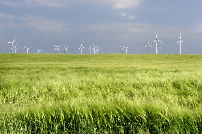 Bild Grüne Wiese und Windräder