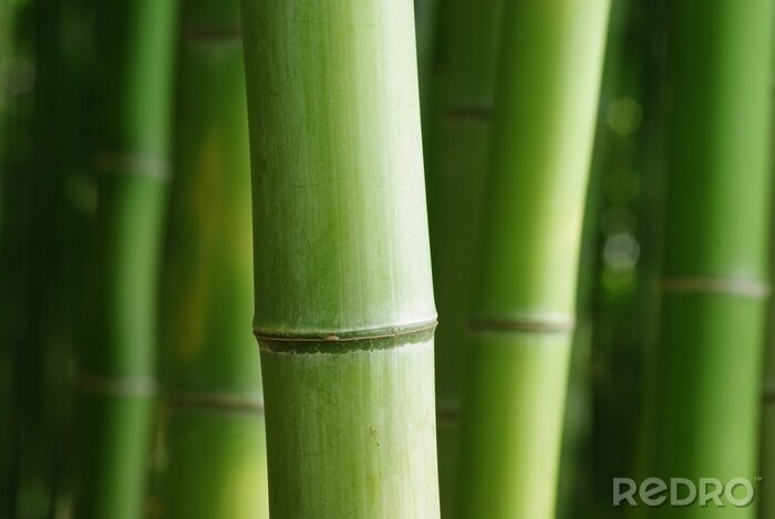 Bild Grüner Bambus von nah
